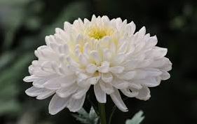 aa9